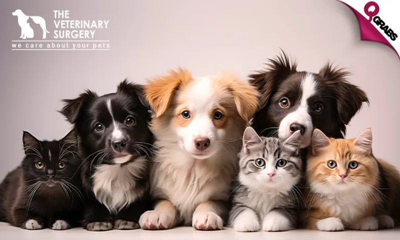 Grooming Services for Dogs & Cats!